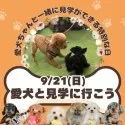 トイプードル(トイ)【茨城県・男の子・2025年6月9日・レッド】の写真5「9/21(日)愛犬同伴見学可能day🌟もちろん！今ワンちゃんを飼育されていなくても見学OKです💓」