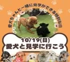 トイプードル(トイ)【茨城県・男の子・2025年8月29日・アプリコット】の写真5「10/19(日)愛犬同伴見学可能day🌟もちろん！今ワンちゃんを飼育されていなくても見学OKです💓」