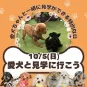 トイプードル(トイ)【茨城県・男の子・2025年5月2日・ホワイト】の写真5「10/5(日)愛犬同伴見学可能day🌟もちろん！今ワンちゃんを飼育されていなくても見学OKです💓」