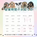 チワプー(チワワ×トイプードル)【茨城県・男の子・2025年3月24日・アプリコット】の写真5「定休日無し🌟18時までご見学可能です🐶」