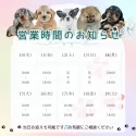 ミニチュアダックスフンド(ロング)【茨城県・男の子・2025年4月13日・ブラック&タン】の写真5「定休日無し🌟ご見学は18時まで可能です🐶」