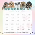 マルチーズ【茨城県・女の子・2025年4月21日・ホワイト】の写真5「定休日無し🌟ご見学は18時まで可能です🐶」