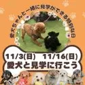 チワマル(マルチーズ×チワワ)【茨城県・女の子・2025年8月22日・ブラックタン】の写真5「愛犬同伴見学可能day🌟もちろん！今ワンちゃんを飼育されていなくても見学OKです💓」