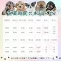 トイプードル(トイ)【茨城県・男の子・2025年5月2日・ホワイト】の写真6「定休日なし⭐18時まで見学可能です⏰」