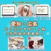 マルチーズ【茨城県・男の子・2025年7月24日・ホワイト】の写真6「愛知・広島のコウノトリ限定でサポート料3万円を負担します！詳しくはお問い合わせください🌟」