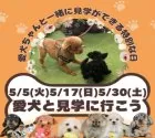 トイプードル(トイ)【茨城県・男の子・2026年3月21日・レッド】の写真5「愛犬と一緒に見学に行こう🐾一緒にお友達探しができる安心感🍃」