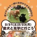 ポメラニアン【茨城県・女の子・2025年12月1日・オレンジ】の写真6「2/21(土)2/23(月)愛犬と一緒に新しい家族を探せるチャンス✨現在、飼育されていない方も大歓迎」