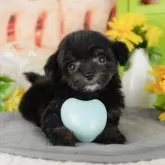 チワプー(チワワ×トイプードル)【茨城県・男の子・2025年9月22日・ブラック&ホワイト】の写真8「獣医師さんによる健康診断実施済み！🏥もちろん健康診断書も付いてます🌟」