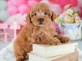 トイプードル(トイ)【茨城県・男の子・2025年8月5日・レッド】の写真8「獣医師さんによる健康診断実施済み！🏥もちろん健康診断書も付いてます🌟」