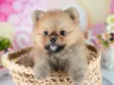 ポメラニアン【茨城県・男の子・2025年8月11日・オレンジ】の写真8「獣医師さんによる健康診断実施済み！🏥もちろん健康診断書も付いてます🌟」