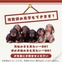 ポメラニアン【茨城県・女の子・2025年12月1日・オレンジ】の写真9「複数の子犬を見学可能です☺ご希望の子がいれば遠慮なくお伝えください！」