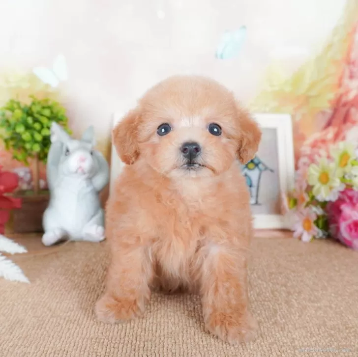 ID：2404-04839の子犬