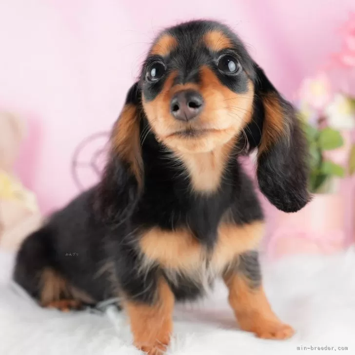 ID：2406-01099の子犬