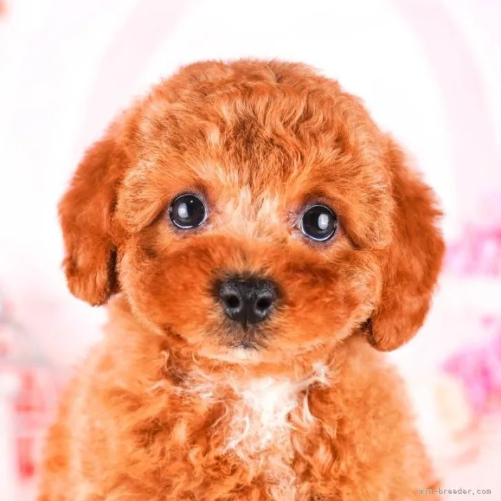 ID：2311-06836の子犬