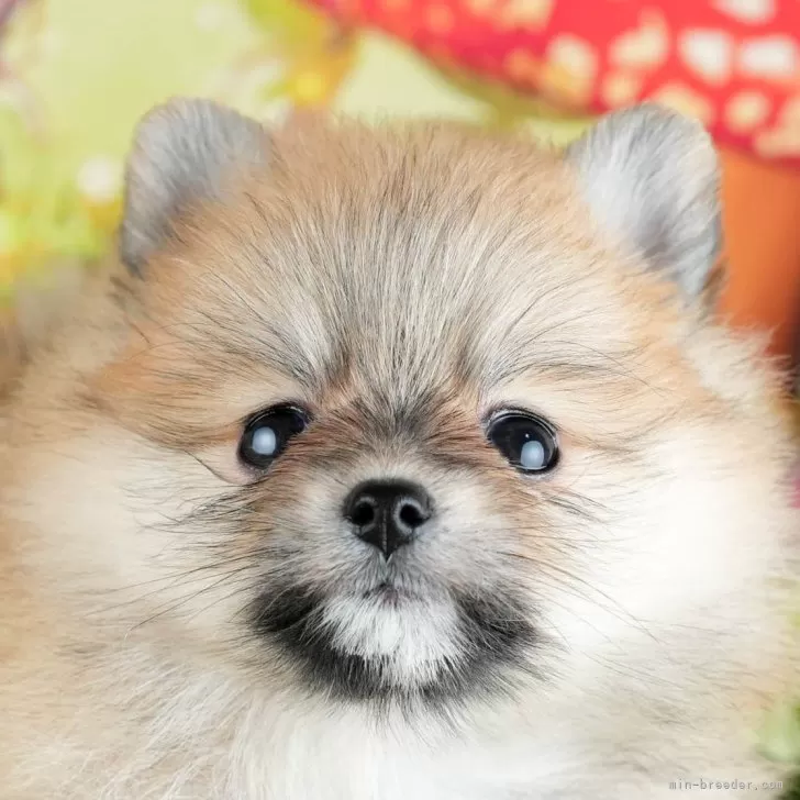ID：2404-04703の子犬
