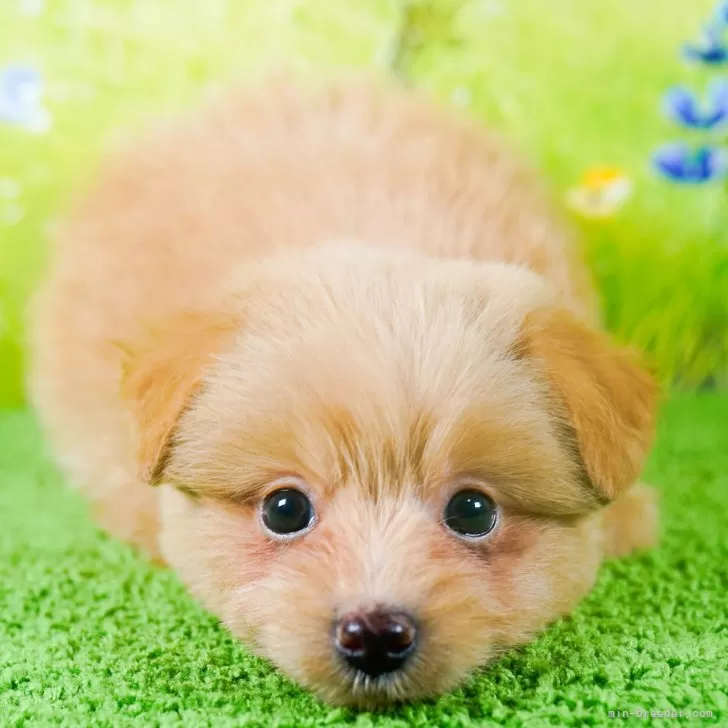 ID：2312-02909の子犬