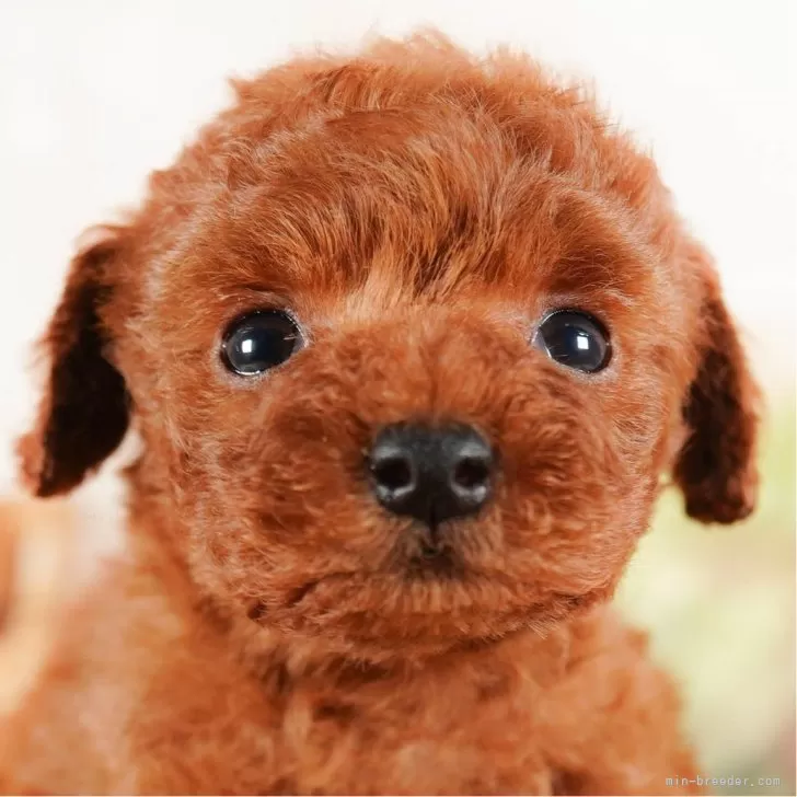 ID:2401-04742の子犬