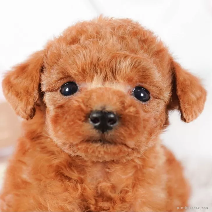 ID：2401-04746の子犬