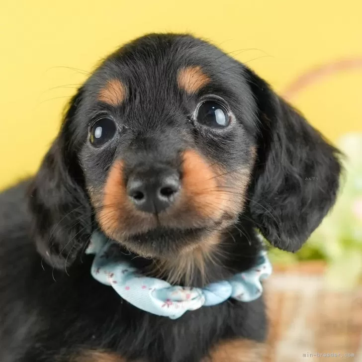 ID:2410-05771の子犬