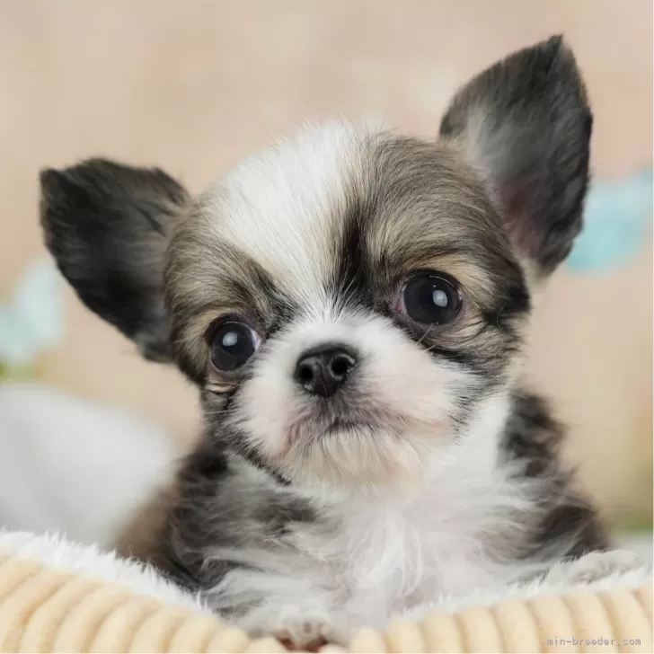 ID：2403-04910の子犬