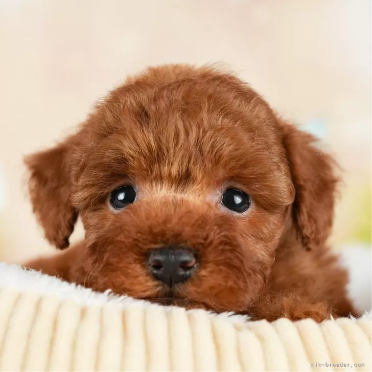 ID:2403-04965の子犬