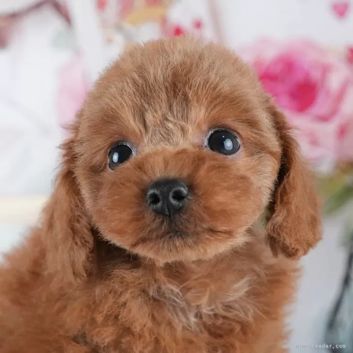 ID:2405-05237の子犬