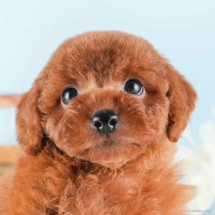 ID：2408-04069の子犬