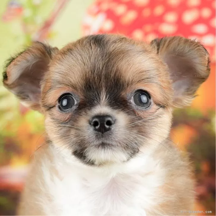 ID：2404-02047の子犬