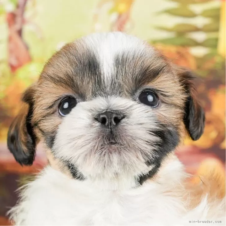 ID：2404-02059の子犬