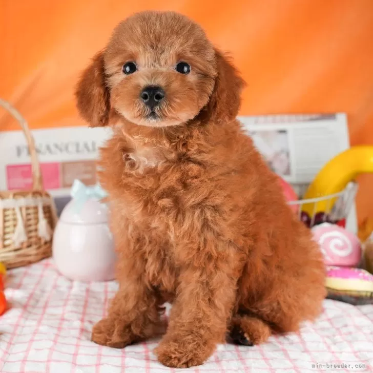 ID：2405-02118の子犬