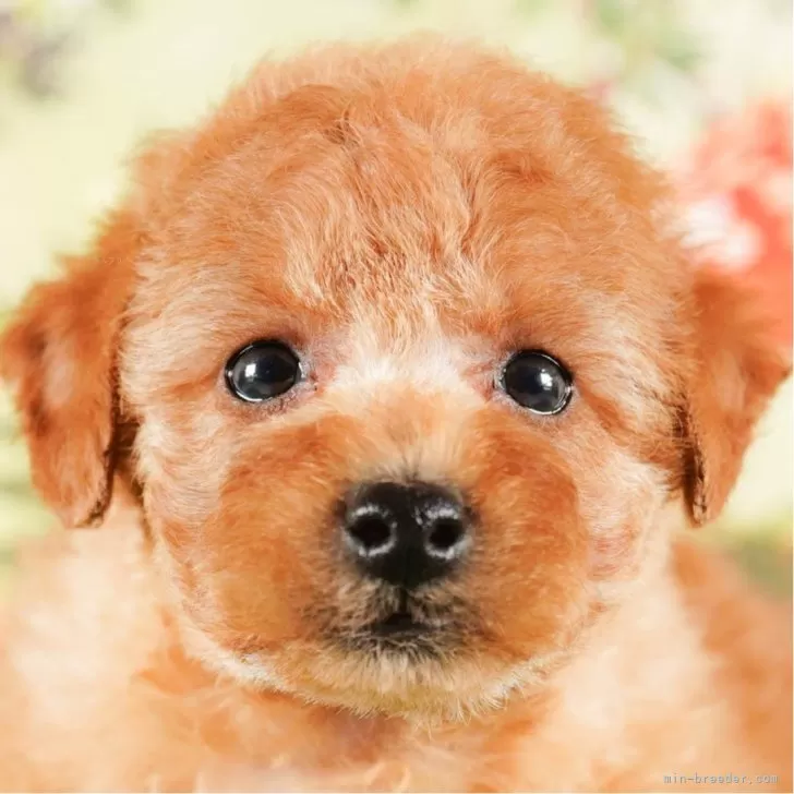ID：2401-01841の子犬