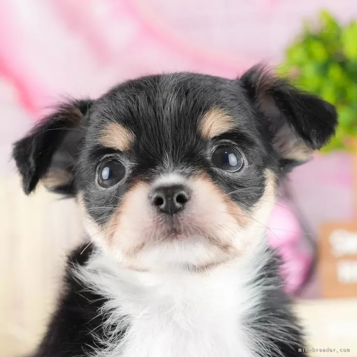 ID：2408-07658の子犬