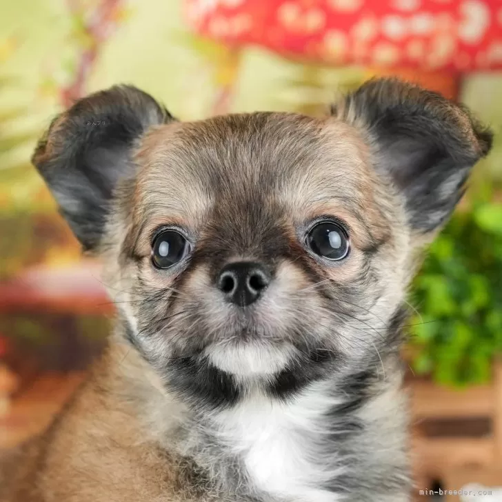 ID：2405-02165の子犬