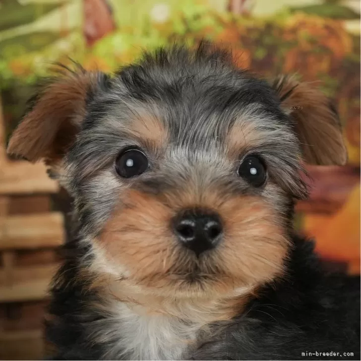 ID：2403-02700の子犬