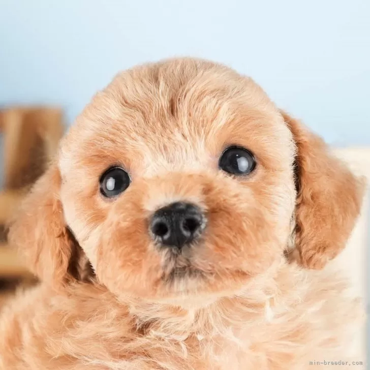 ID：2408-01226の子犬