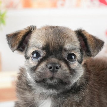 チワワ(ロング)【茨城県・女の子・2024年6月1日・フォーンホワイト】の写真「7月27日（土）見学会開催決定！」