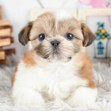 シーズー【茨城県・女の子・2024年2月28日・ゴールド&ホワイト】の写真「4月27日(土)見学会開催！」