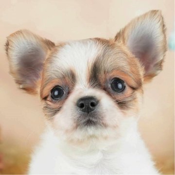 チワワ(ロング)【茨城県・女の子・2024年2月25日・パーティー】の写真「第2・4土曜日見学会開催！5月は11日と25日🐶」