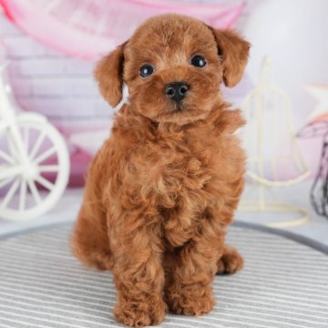 トイプードル(タイニー)【茨城県・男の子・2024年5月1日・レッド】の写真「8月25日（日）見学会開催決定✨」