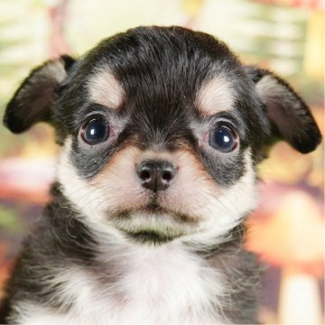 チワワ(ロング)【茨城県・女の子・2023年12月13日・ブラックタン】の写真「毎日19時に新しいワンちゃん登場中！💘」