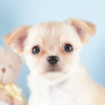 チワワ(ロング)【茨城県・男の子・2024年7月15日・クリーム&ホワイト】の写真「11/24(日)は相談会！詳しくはブログを見てね」