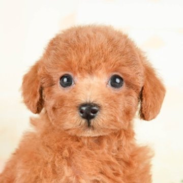 トイプードル(トイ)【茨城県・男の子・2023年10月6日・レッド】の写真「まん丸おめめに見つめられると心奪われます💓」