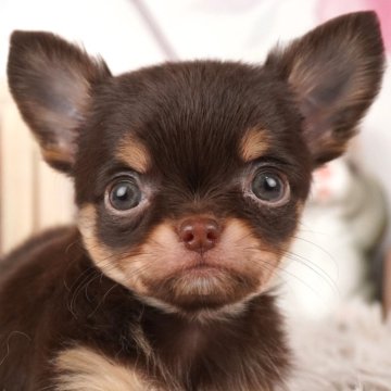 チワワ(ロング)【茨城県・女の子・2024年1月18日・チョコレートタン】の写真「一目惚れ注意！離れがたい可愛さです🐶」