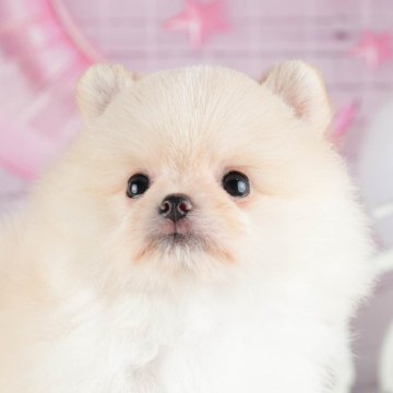 ポメラニアン【茨城県・男の子・2024年5月23日・クリーム】の写真「8月25日（日）見学会開催決定！」