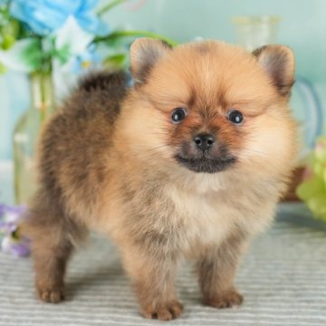 ポメラニアン【茨城県・男の子・2024年8月18日・オレンジセーブル】の写真「💕10月12日（土）子犬の見学会開催🥳」