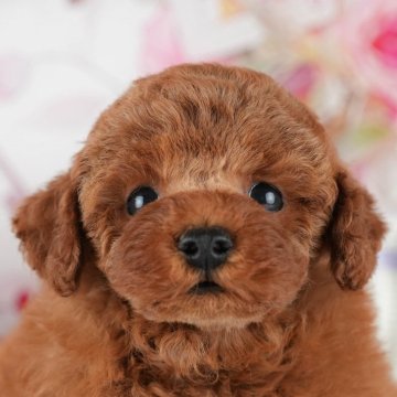 トイプードル(タイニー)【茨城県・男の子・2024年5月8日・レッド】の写真「8月25日見学会✨」