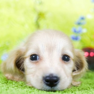 ミニチュアダックスフンド(ロング)【茨城県・男の子・2023年11月2日・イエロー】の写真「あなたのハートを打ち抜きます！」