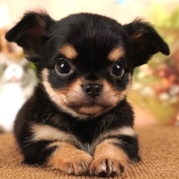 チワワ(ロング)【茨城県・男の子・2024年1月18日・ブラックタン】の写真「毎日19時に新しいワンちゃん登場中！💘」