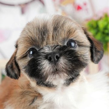 シーズー【茨城県・男の子・2024年2月28日・ゴールド&ホワイト】の写真「4月27日(土)、28日(日)見学会開催！」