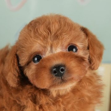トイプードル(タイニー)【茨城県・女の子・2024年9月13日・レッド】の写真「11月2日(土)・3日(日)2日間見学会開催！🐶」
